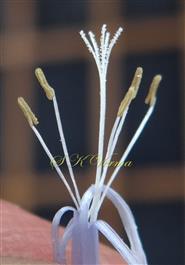  Stamens and Pistil